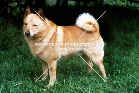 undocked schipperke, purple sage (ben)