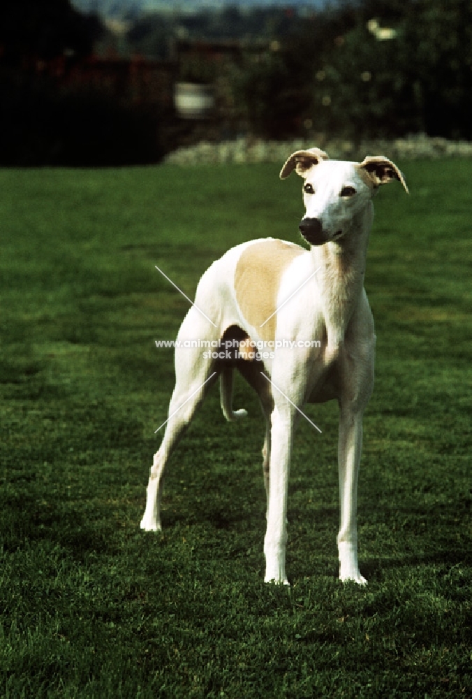 whippet standing on grass