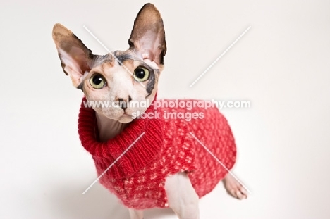 cat looking at camera with sweater