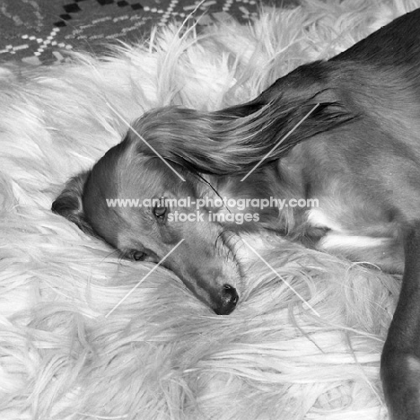 saluki on rug