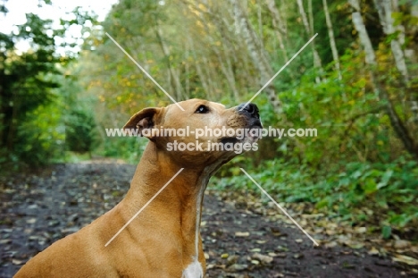 American Pit Bull Terrier in forest