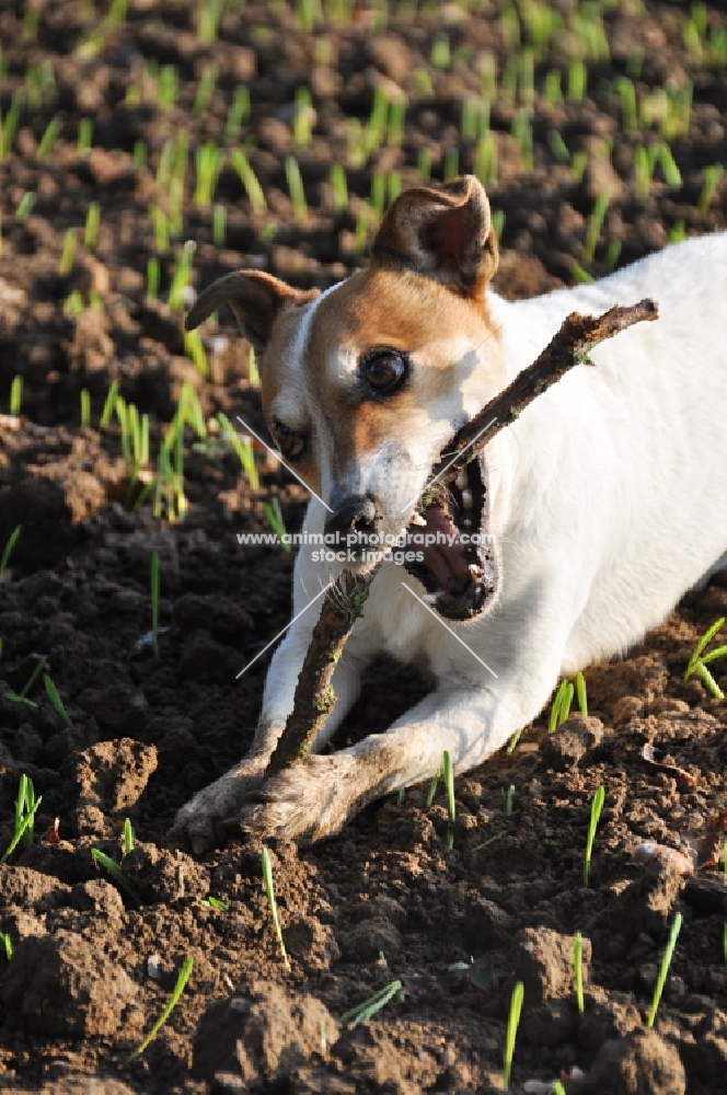 Jack Russell chewing stick