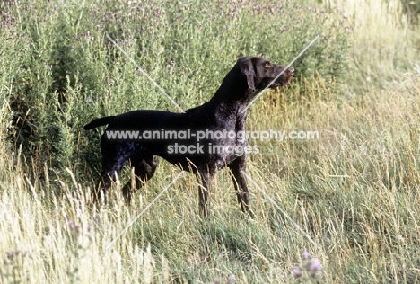 sh ch hillanhi laith (abbe) german shorthaired pointer 