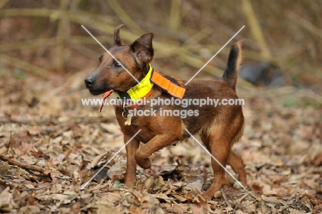 Westfalen Terrier