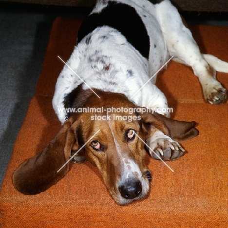 basset hound looking up expectantly