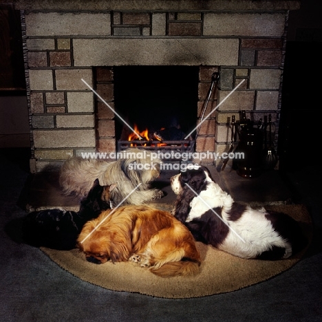 three dogs and a cat round the fire