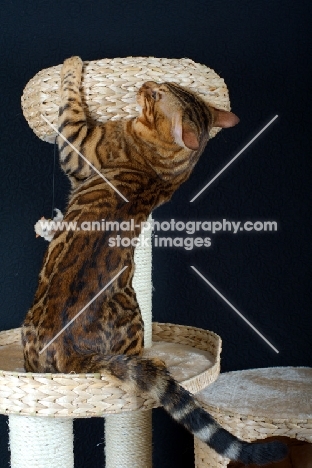 Bengal cat playing on a scratch post, black background