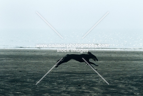 saluki galloping on beach