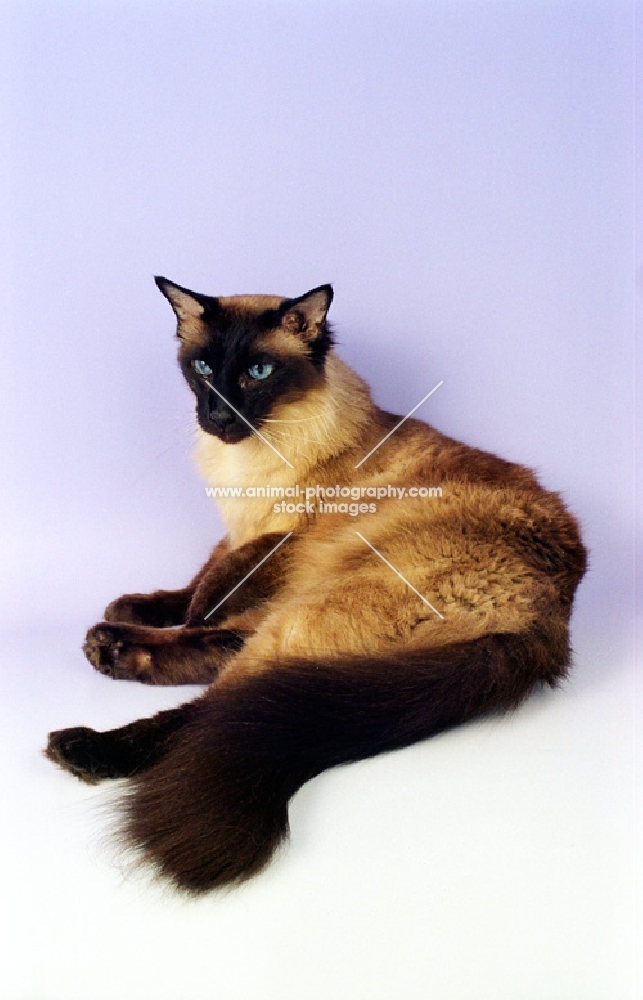 seal point balinese cat on purple background