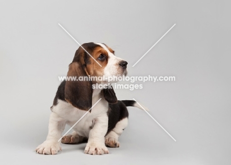 Basset Hound puppy in studio on gray background.