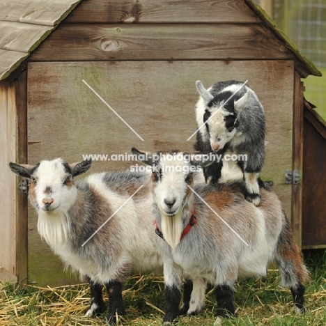 Pygmy goats on top of each other