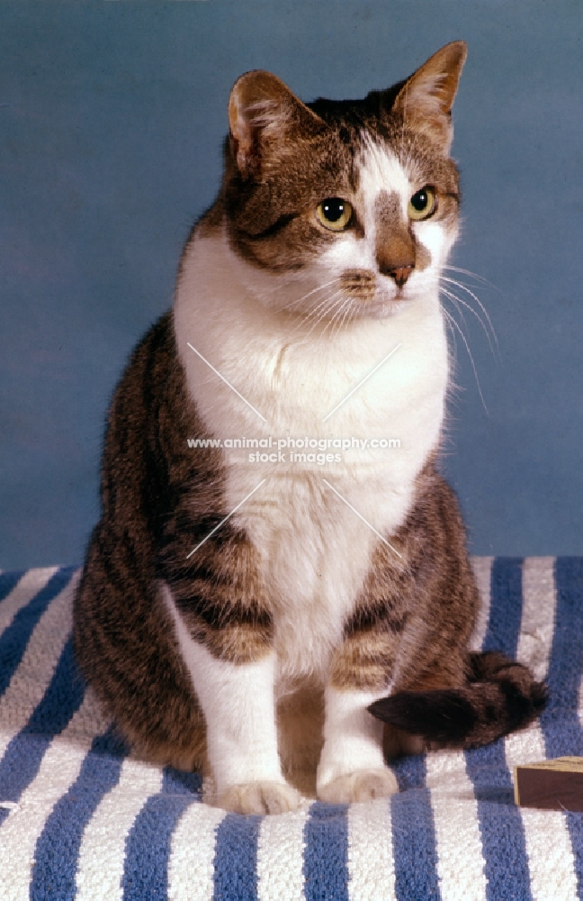 tabby and white cat looking sweet