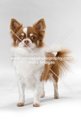 Champion chocolate and white Longhaired Chihuahua in studio