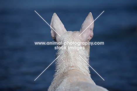 back view close-up of the head of a white bull terrier standing in front of blue water and looking ahead