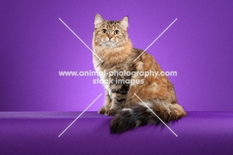 Siberian cat sitting on purple background