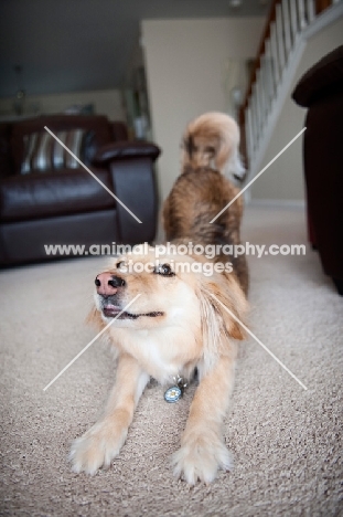 corgi mix play bowing