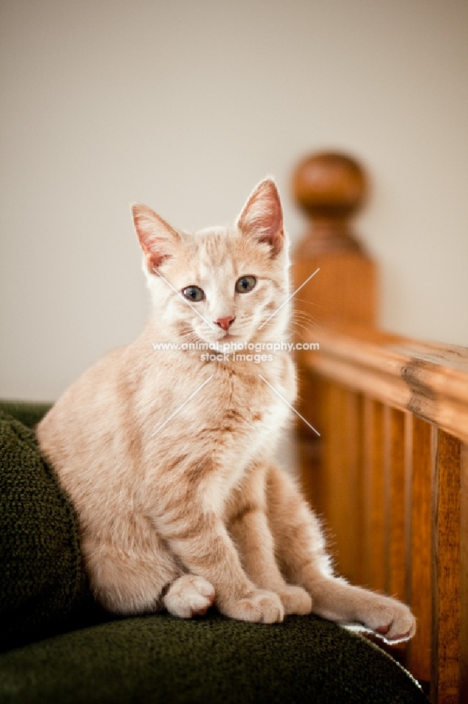 Kitten sitting on chair