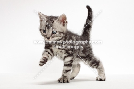 Silver Classic Tabby American Shorthair kitten, walking