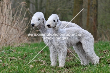 two Bedlington Terriers standing together