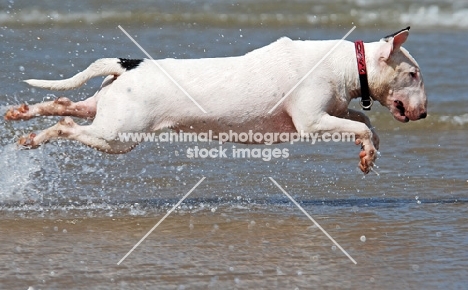 Bull Terrier jumoing into the sea
