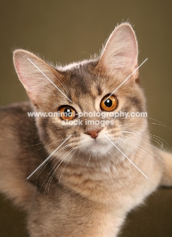 Somali cat looking into camera