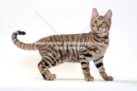 standing Toyger, Brown Mackerel Tabby colour