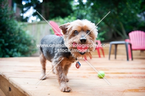 yorkshire terrier mix holding red ball in mouth