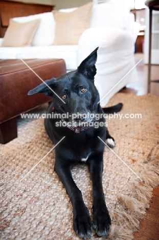 black lab mix with ear perked up