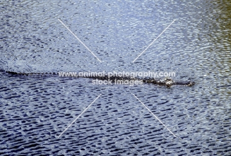 alligator in rippling water in the everglades, florida