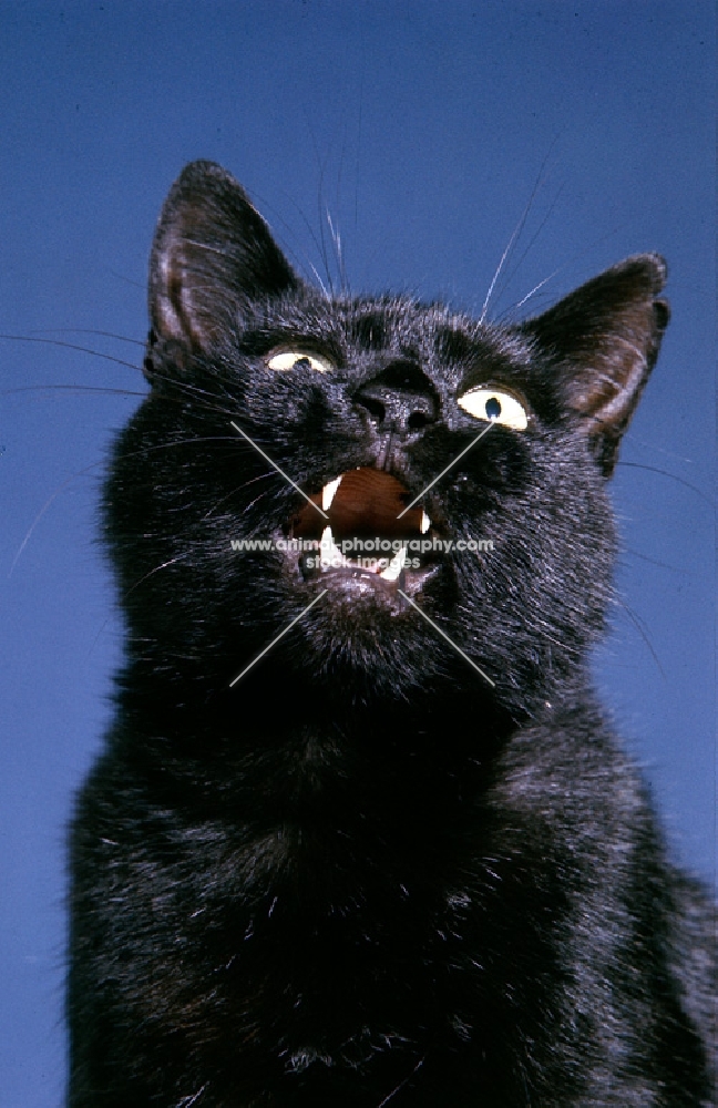 black cat meowing