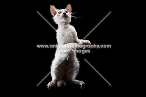 young Peterbald cat, jumping up