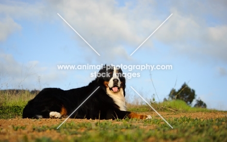 Bernese Mountain Dog lying down