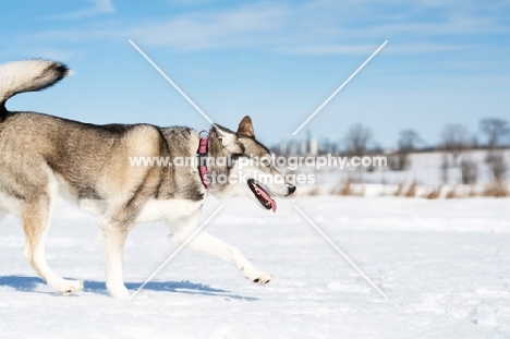 Husky walking in snow