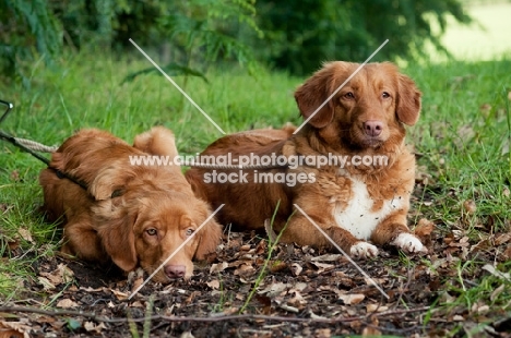 two Nova Scotia Duck Tolling Retrievers lying down