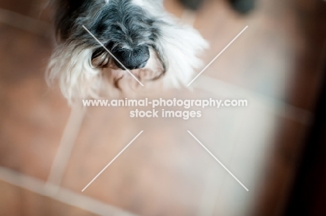 Close-up of salt and pepper Miniature Schnauzer nose on tile floor.