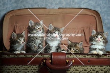 five norwegian forest kittens in a suitcase