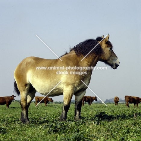 Belgian mare looking out in a field with cattle in Belgium