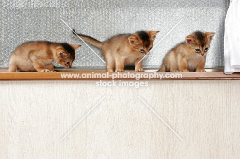 three kittens on a window sill
