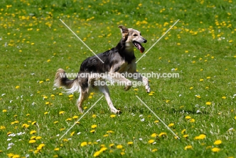 longhaired whippet jumping. WARNING: this dog is not a recognised breed. For Whippets recognised by the major dog associations please see Whippet (shorthaired)