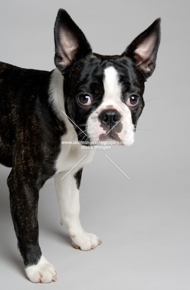 Boston Terrier in studio