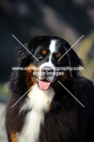 Bernese Mountain Dog