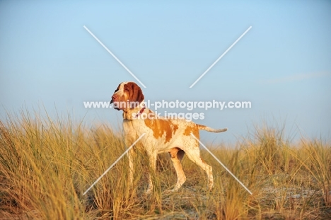 Bracco Italiano (Italian Pointing Dog) standing in grass