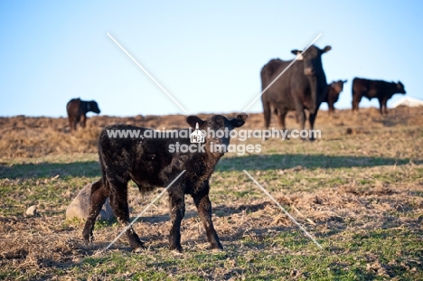 black Aberdeen Angus