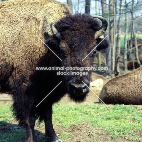 buffalo in usa