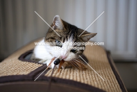 tabby and white young cat biting feather toy