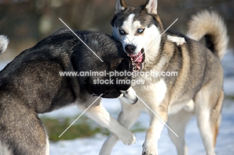 two Siberian Huskies playing fight