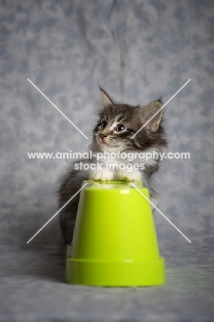 norwegian forest kitten with front paws on a green vase