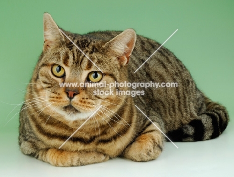 brown spotted tabby, british shorthair cat