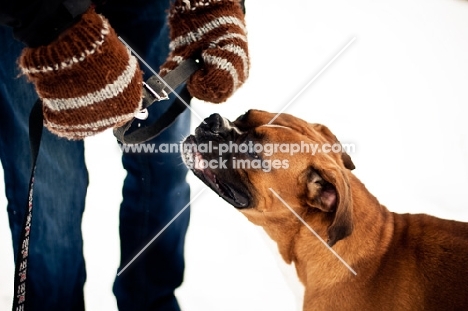 Boxer getting collar and leash put on