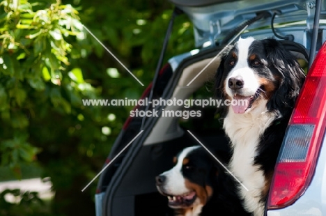 two Bernese Mountain Dogs in car